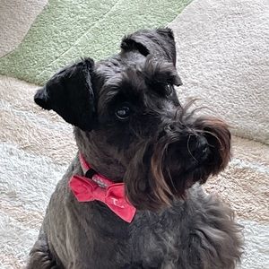 Meet your Posher, Luna